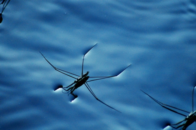 Wasserspinne