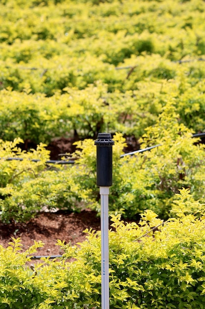 Wassersprenger im Garten