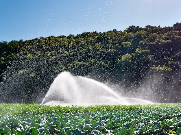 Wassersprinkleranlage in der Morgensonne auf einer Plantage