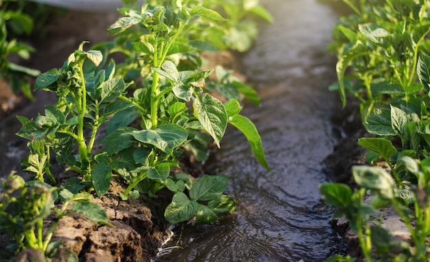 Wasserströme fließen zwischen Reihen von Kartoffelsträuchern Anbau von Feldfrüchten im zeitigen Frühjahr mit Gewächshäusern Anbau von Furchenbewässerungssystemen