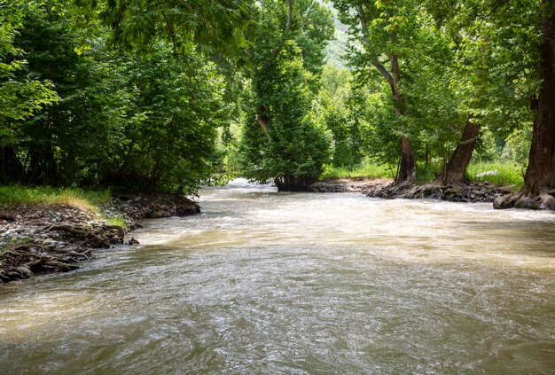 Wasserstrom im Wald