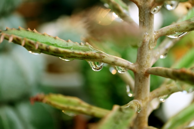 Wassertröpfchen auf den im Freien saftigen Pflanzen nach dem Regen