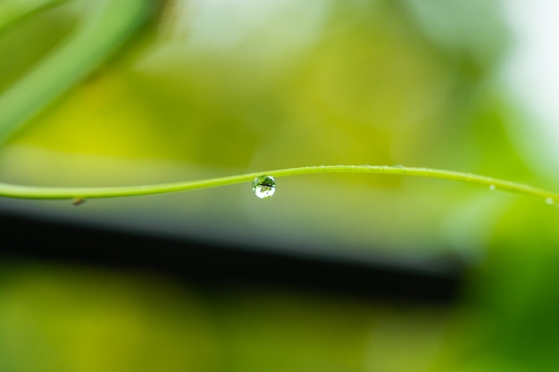 Wassertröpfchen auf grünem Gras.