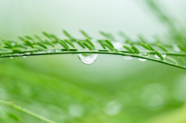 Wassertröpfchen auf grünem Gras.