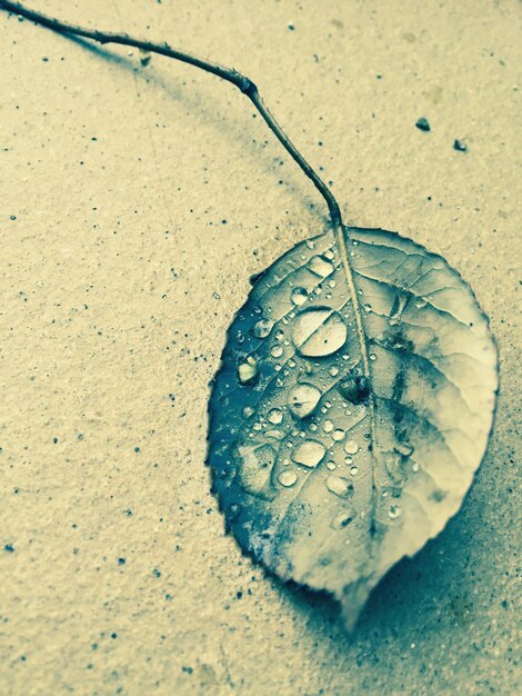 Foto wassertropfen auf blättern an der wand