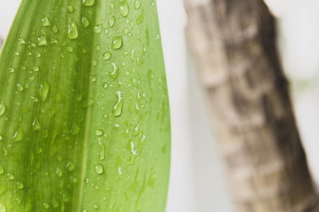 Wassertropfen auf Blättern im Naturraum für Text.