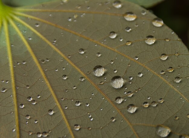 Wassertropfen auf Blättern im Wald