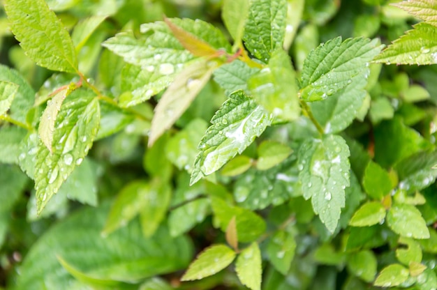 Wassertropfen auf Blättern nach Regen Natürlicher Hintergrund