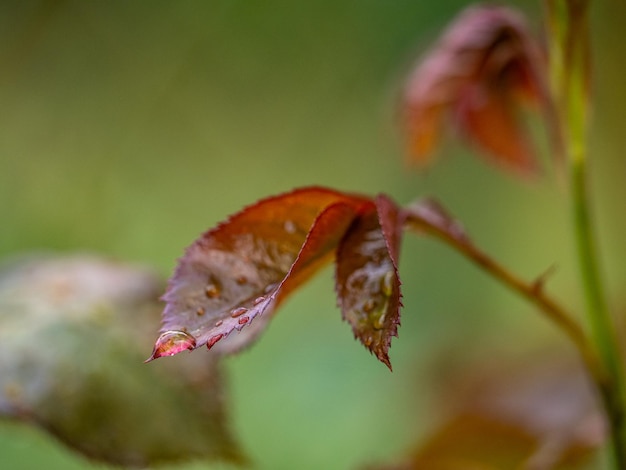 Wassertropfen auf Blättern Regentropfen auf Rosenblättern Makro
