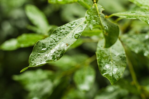 Wassertropfen auf Blättern