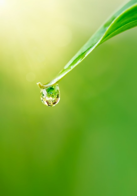 Wassertropfen auf Blatt.