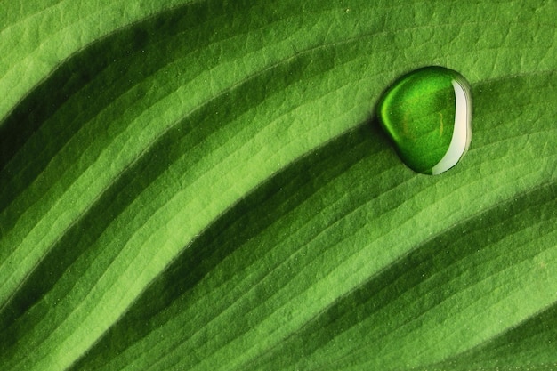 Foto wassertropfen auf blatt