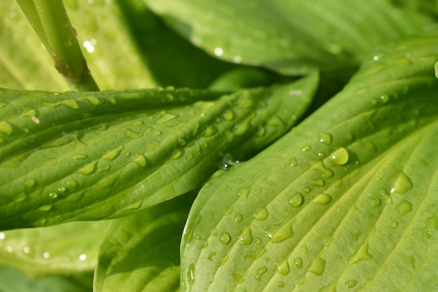 Wassertropfen auf Blütenblättern