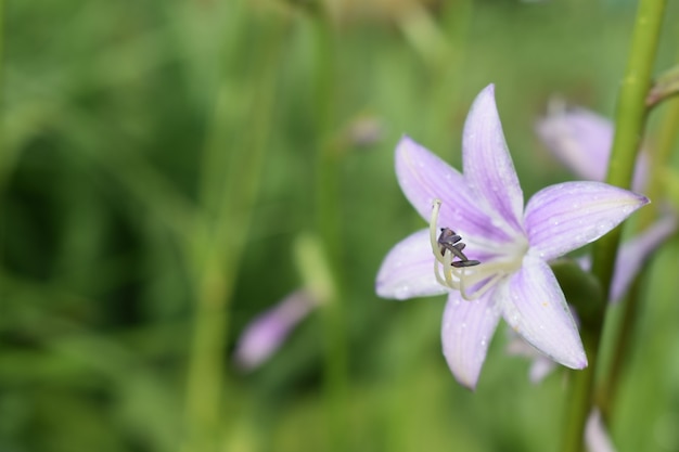 Wassertropfen auf Blütenblättern