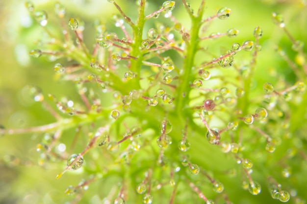 Wassertropfen auf Blume