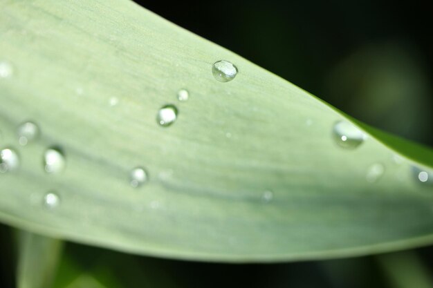 Wassertropfen auf dem Blatt