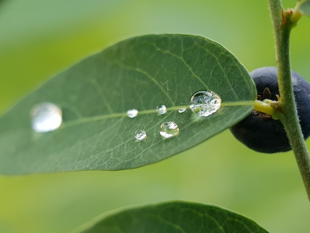 Wassertropfen auf dem frischen grünen Blatt, Makrofoto