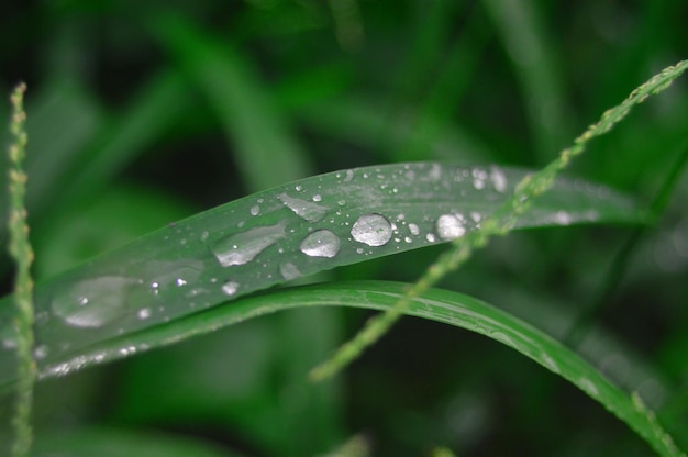 Wassertropfen auf dem Gras