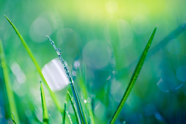 Wassertropfen auf dem grünen Gras. Naturnahaufnahme, entspannendes Morgenlicht und grünes Wiesengras