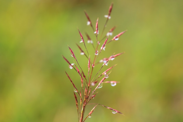 Wassertropfen auf dem grünen Gras