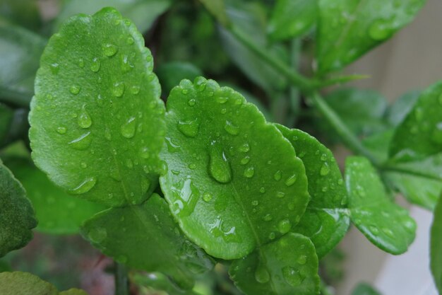 Wassertropfen auf den Bergamotte-Blättern, Bergamotte-Heilpflanzen für die Gesundheit