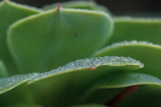 Wassertropfen auf den Blättern einer Sukkulente