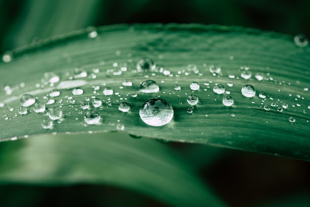 Wassertropfen auf den Blättern. grüne Natur