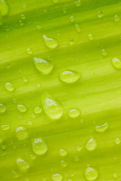 Wassertropfen auf den Blättern. grüner Naturhintergrund