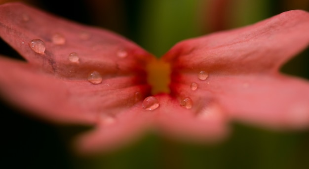 Wassertropfen auf der Mitte der orangefarbenen Blume