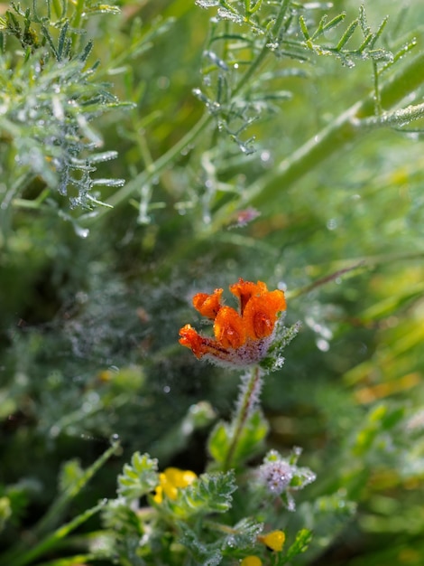 Wassertropfen auf der Vegetation im Frühjahr