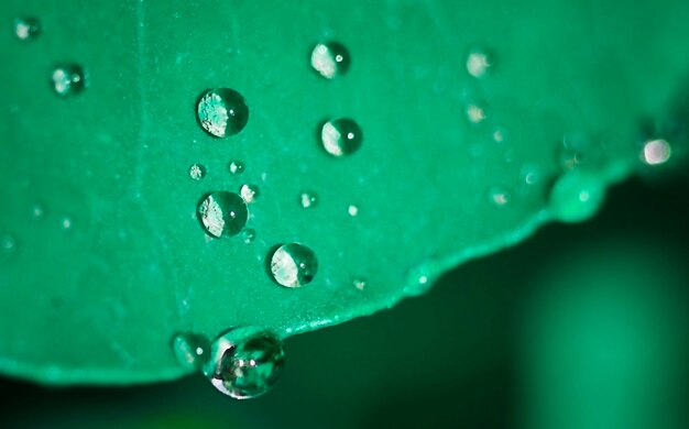 Wassertropfen auf einem Blatt in ruhigen Grüntönen in einem Makro