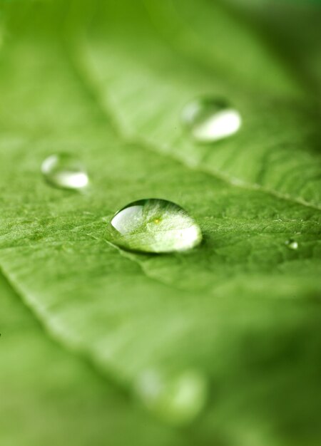 Wassertropfen auf einem Blatt