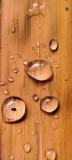 Wassertropfen auf einem Blatt