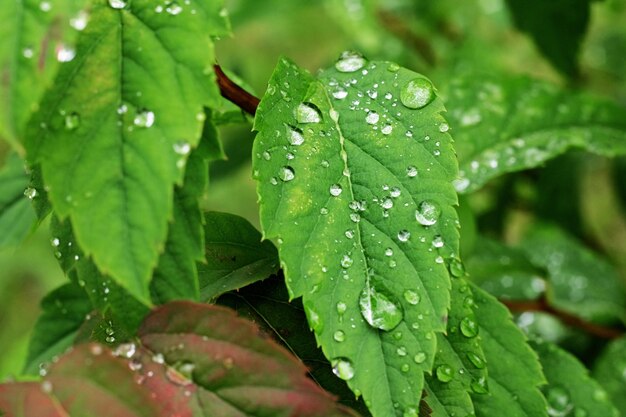 Wassertropfen auf einem grünen Blatt einer Pflanze