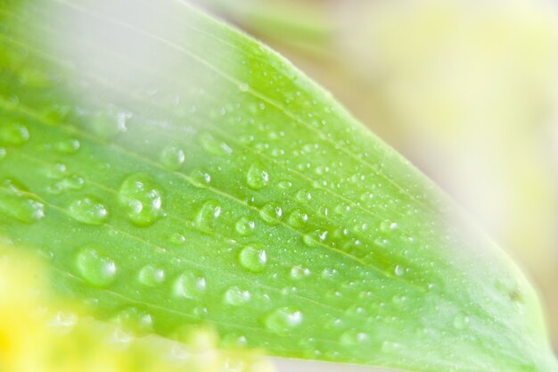 Wassertropfen auf einem grünen Blatt. Grünes Blatt mit Wassertröpfchen, Nahaufnahme.