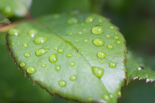 Wassertropfen auf einem grünen Blatt, nassen Rosenblättern nach dem Regen