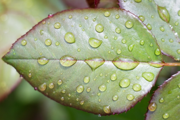 Wassertropfen auf einem grünen Blatt, nassen Rosenblättern nach dem Regen