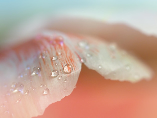 Foto wassertropfen auf einem selektiven fokus der farbblumenblatt-nahaufnahme