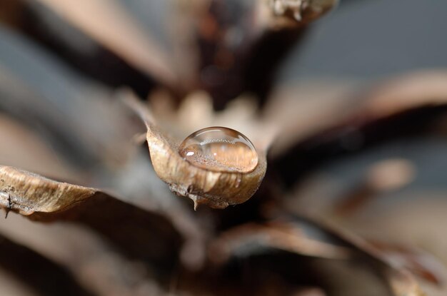 Foto wassertropfen auf einem tannenzapfen