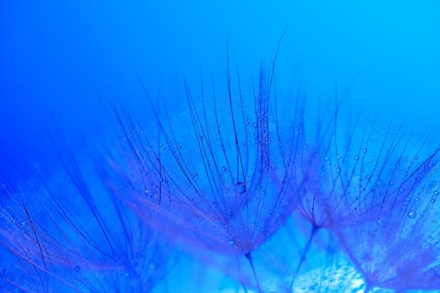 Wassertropfen auf einen Fallschirm, Löwenzahn auf einem wunderschönen Blau7