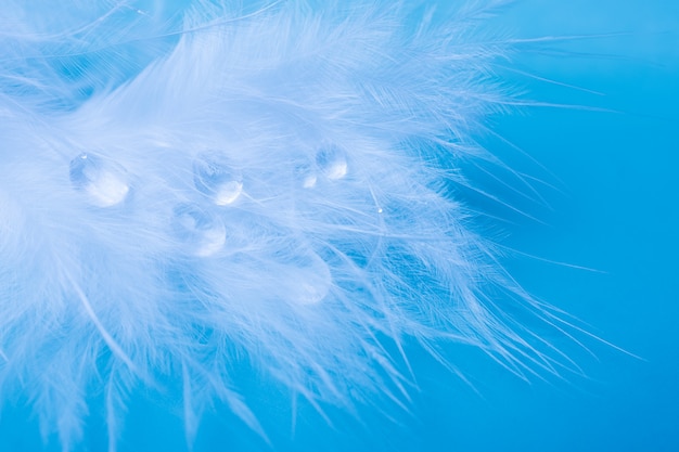 Wassertropfen auf einer weißen Feder vor einem blauen Hintergrund, flacher DOF, selektiver Fokus auf die Wassertropfen, kopieren Sie rechts Platz für Ihren Text