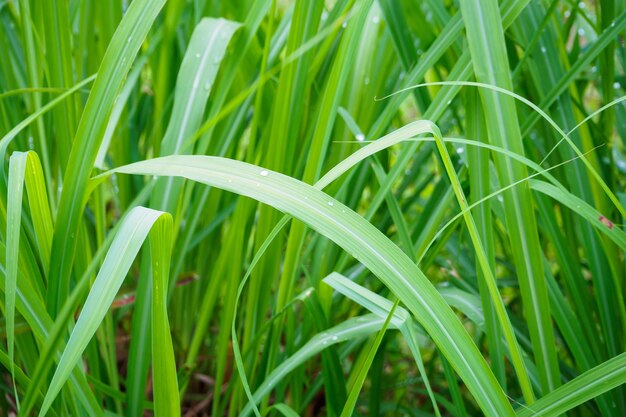 Wassertropfen auf frischer Zitronengraspflanze