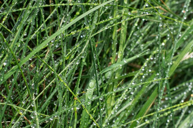 Wassertropfen auf Gras