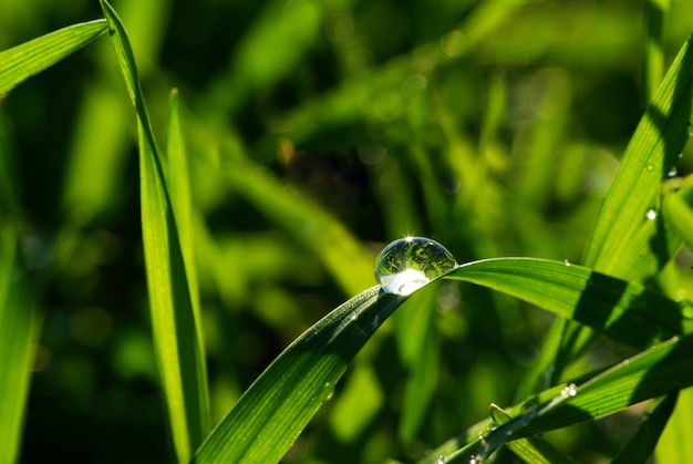 Wassertropfen auf Gras