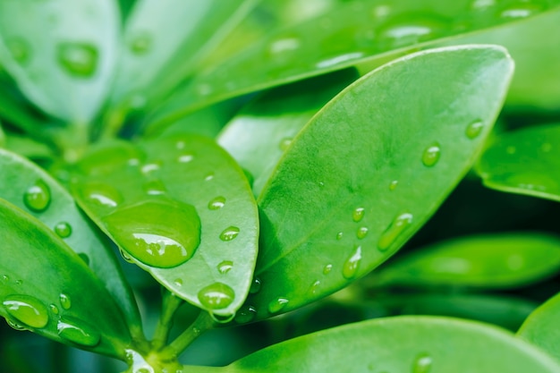 Wassertropfen auf Grün lässt Naturhintergrund