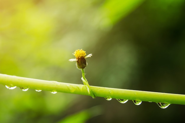 Wassertropfen auf grünem Baumstamm