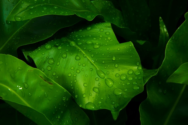 Wassertropfen auf grünem Blatt als herein nach Regen