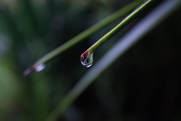 Wassertropfen auf grünem Blatt am Morgen