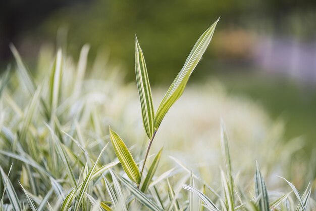 Wassertropfen auf grünem Blatt.