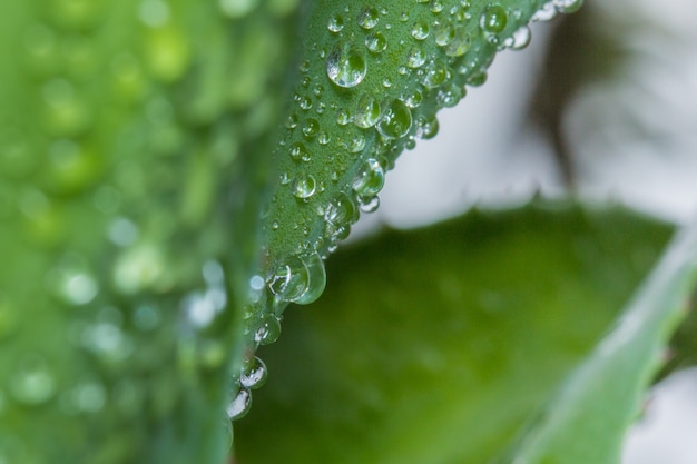 Wassertropfen auf grünem Blatt